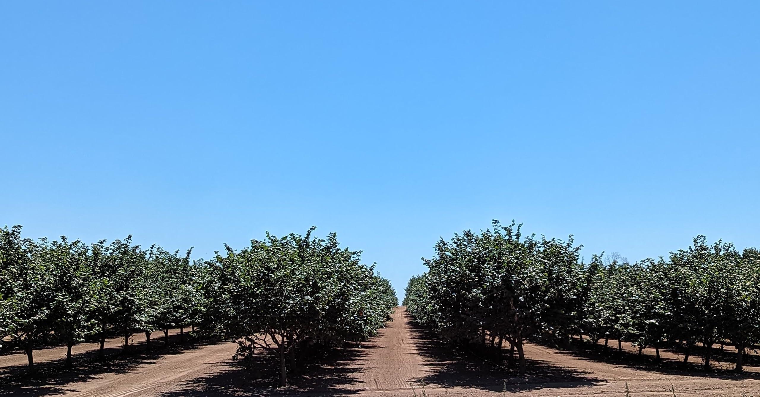 Generic Raw, small size in-shell Hazelnuts grown in our family\'s orchard. 12 pound squirrel box.
