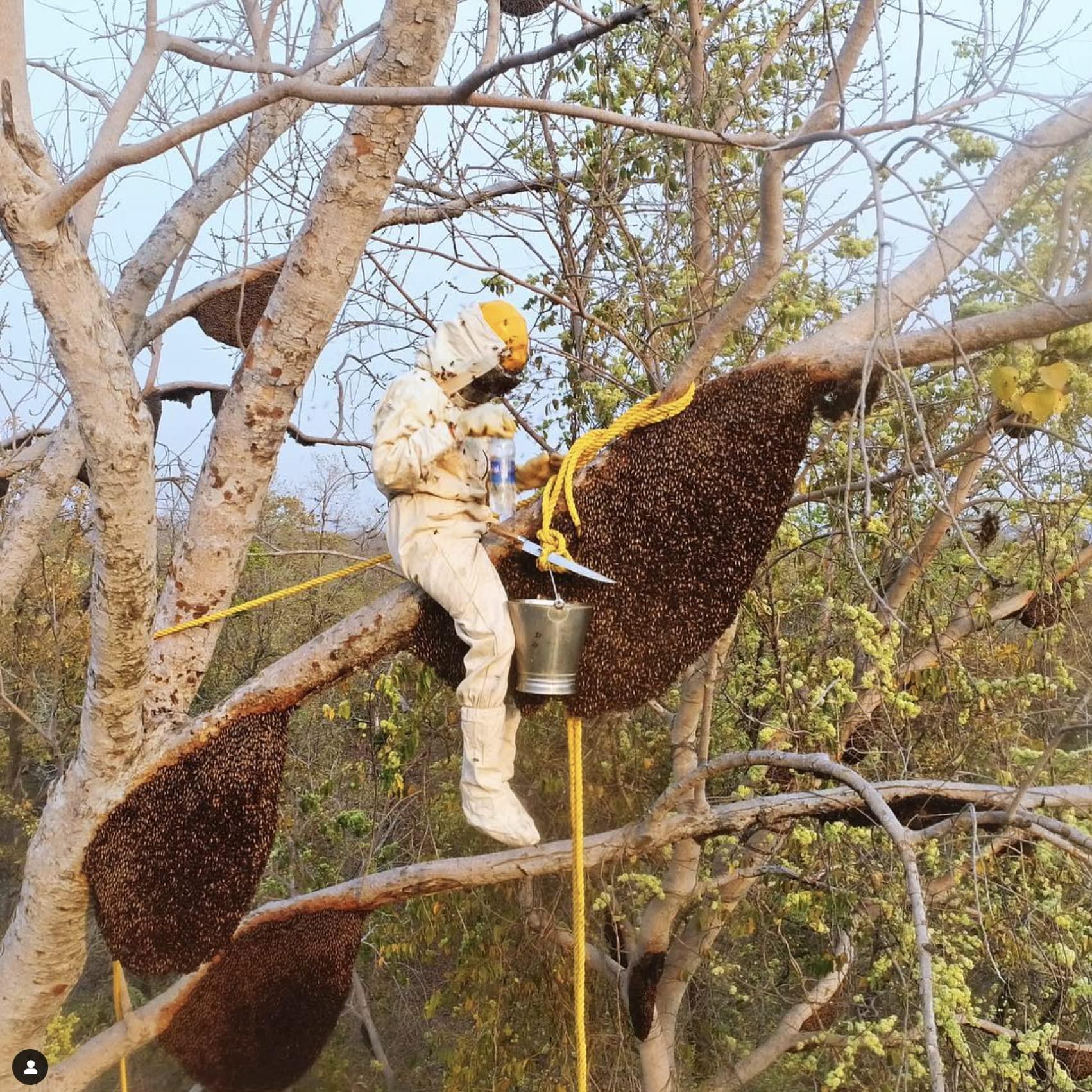 Heavenly Organics Heavenly Organics 100% Organic Raw White Honey 2 Pack - Size 22 OZ/Jar Lightly Filtered to Preserve Vitamins, Minerals and Enzymes; Made from Wild Beehives & Free Range Bees, Dairy, Nut, Gluten Free, Kosher, Chemical , Antibiotic and Glyphosate free