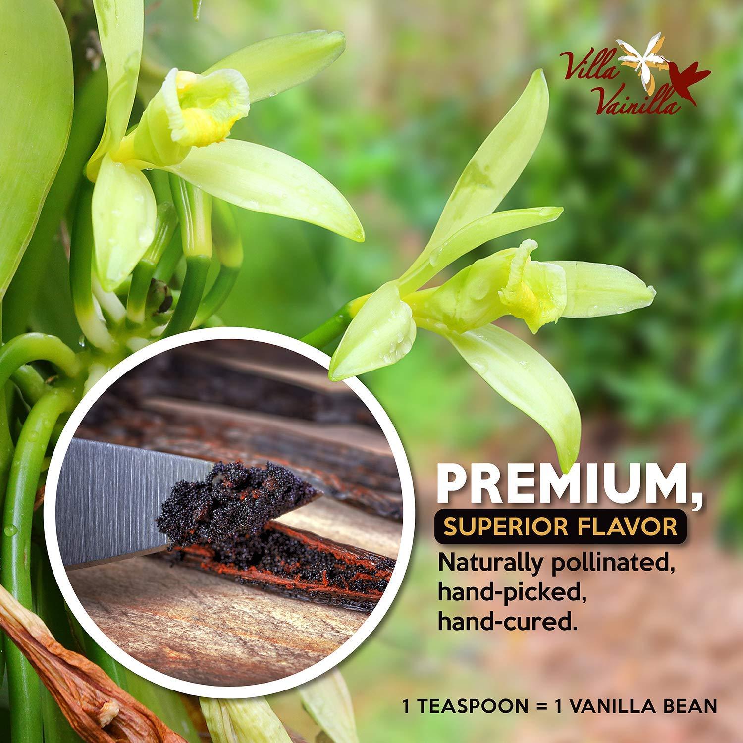 Villa Vainilla Villa Vainilla Pure Vanilla Extract Elixir- Premium Concentrated Vanilla, Real, Natural, Gourmet Vanilla Flavor from Mexico (8.4 Fl O Vanilla Extract and Beans 2)