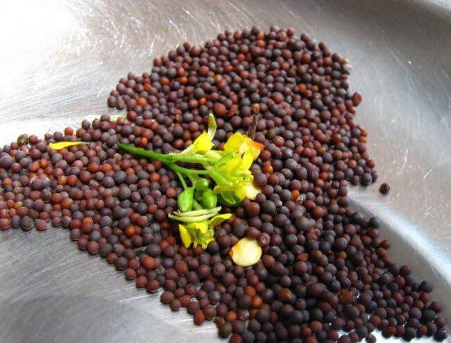 Yunaksea 500 Seeds Asian Mustard Green Mustasa GAI Choy 1000+ Seeds