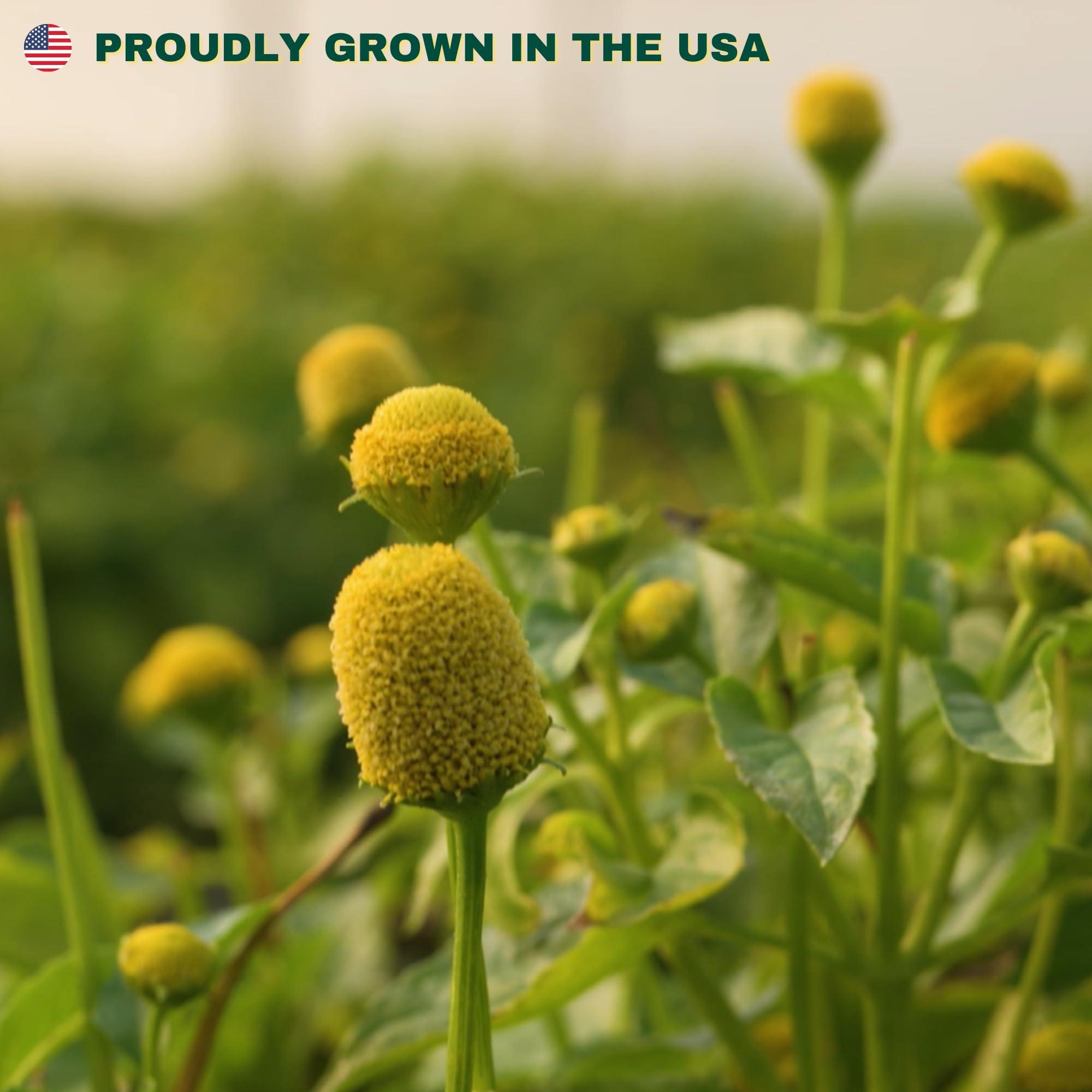 Rooted In Rare Buzz Buttons Edible Flowers for Cocktails | Grown in USA | Spilanthes | Freeze Dried Edible Flowers for Drinks | Szechuan Buttons | Edible Dried Flowers for Drink Garnish | .2oz Pouch