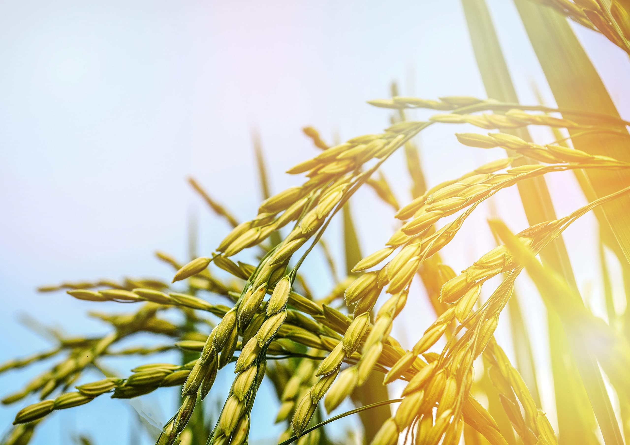 Food to Live Food to Live Short-Grain White Rice, 1 Pound Premium Japanese Style Short-Grain, Perfectly Sticky, Vegan, Kosher Rice. Easy to Cook. Great as a Side Dish. Great for Sushi, Rice Salads, and Desserts