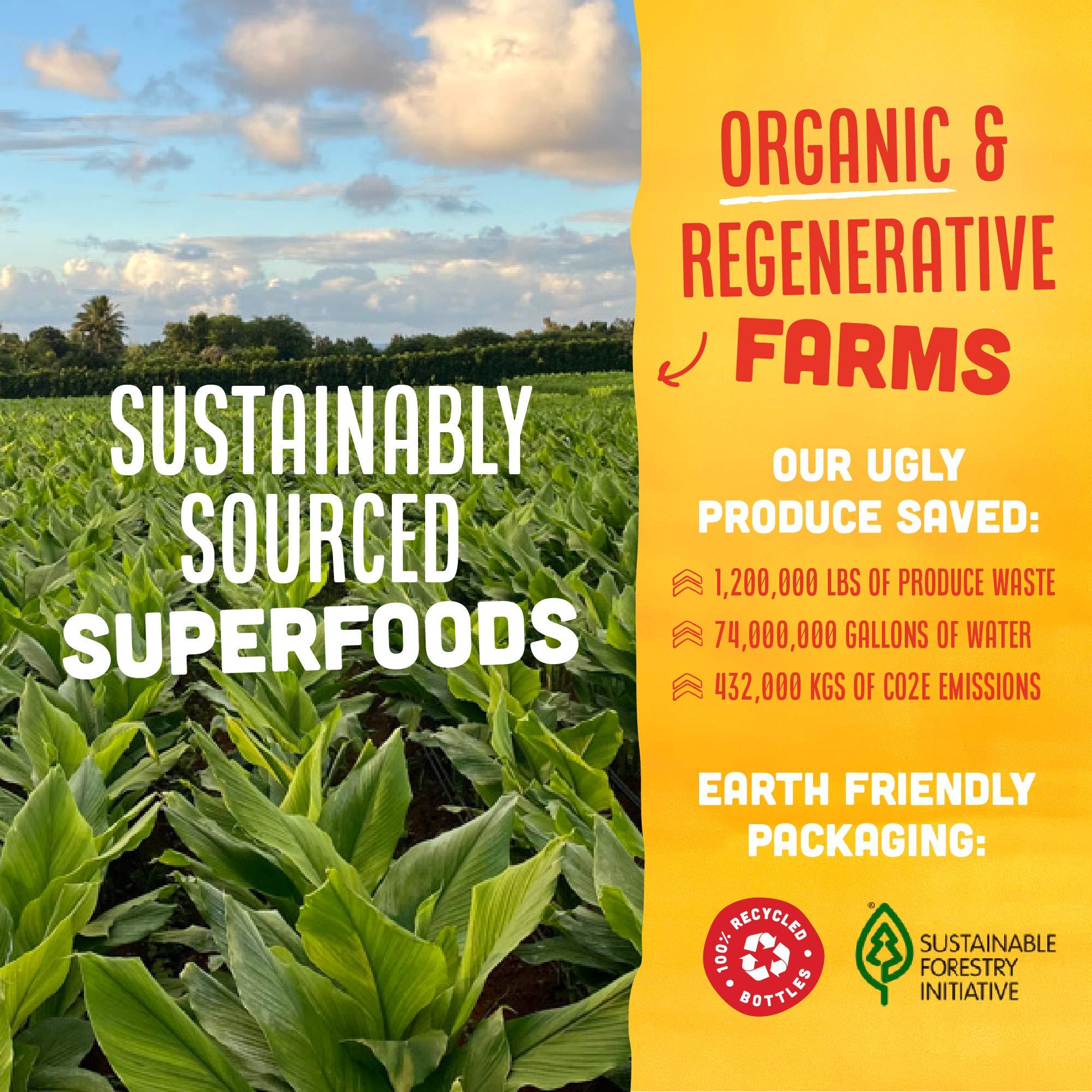 Vive Organic Vive Organic Immune Support Shot, Cold-Pressed Ginger, Turmeric, & Echinacea, Gluten Free, Vegan, Immunity Boost Original, 2 Fl Oz (Pack of 12)