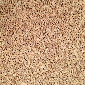 Grain Place Foods Grain Place Foods | Non-GMO Organic Hulled Barley | Made in the USA | 2 lb Bag