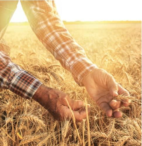 Dempster's Dempster's 100% Whole Grains Multigrain Bread 600g/21.1oz (Shipped from Canada)