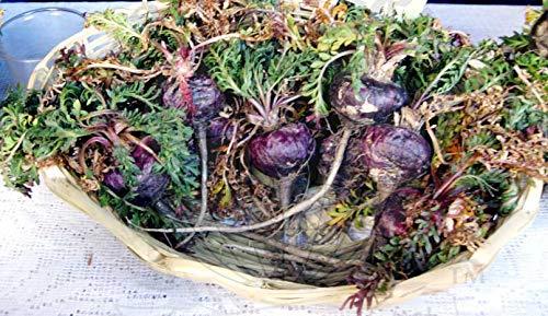 Maca Magic Maca Magic Express Energy Maca Extract Drink Supplement in Glass Bottle with Glass Dropper (2 fl oz)