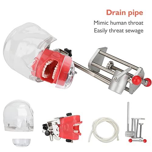 faruijie faruijie Dental Simulator Mannequin Head - Typodont Teeth Model Phantom Head Training Manikin with Bench Mount Fixed on Desk for Dental Schools Education Practical Demonstration