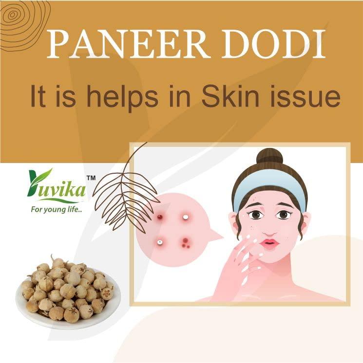 Yuvika YUVIKA Paneer DODI Powder | Paneer Doda Powder - Withania Coagulans (400 Grams)
