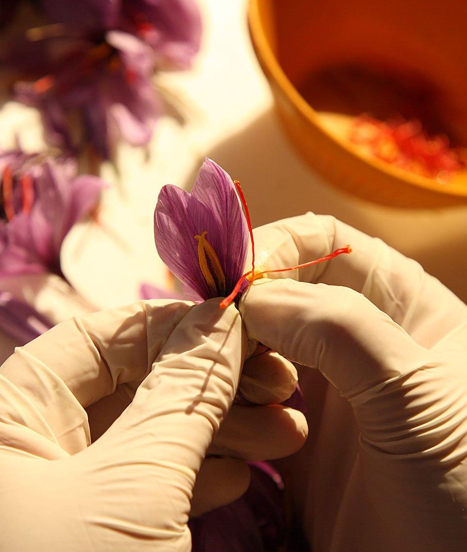 Zaffrus Zaffrus - Premium Saffron Powder for Cooking, Athletes, Specialty Drinks Fans - Pack of 5 (0.625 gr/ 0.022 oz)