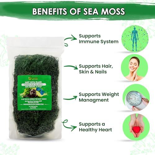 BUIE HOLISTIC HERBS Green Irish Sea Moss, 8 Oz | Dr. Sebi Inspired | Organic Green Sea Moss | Make 120+ oz Sea Moss Gel | Sun-Dried Sea Moss from Coast of St. Lucia