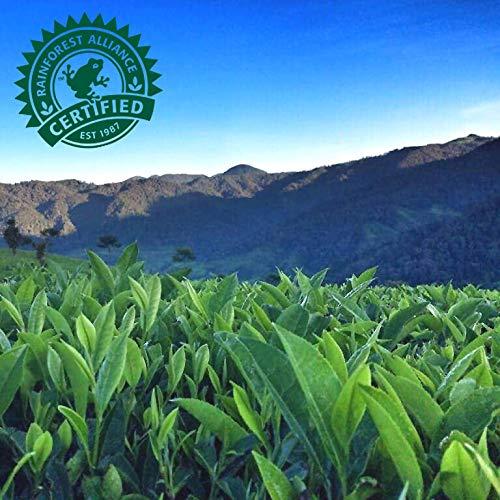 Pure Leaf RTD Tea Pure Leaf Sweetened Tea, 16.9 oz, 6 pk