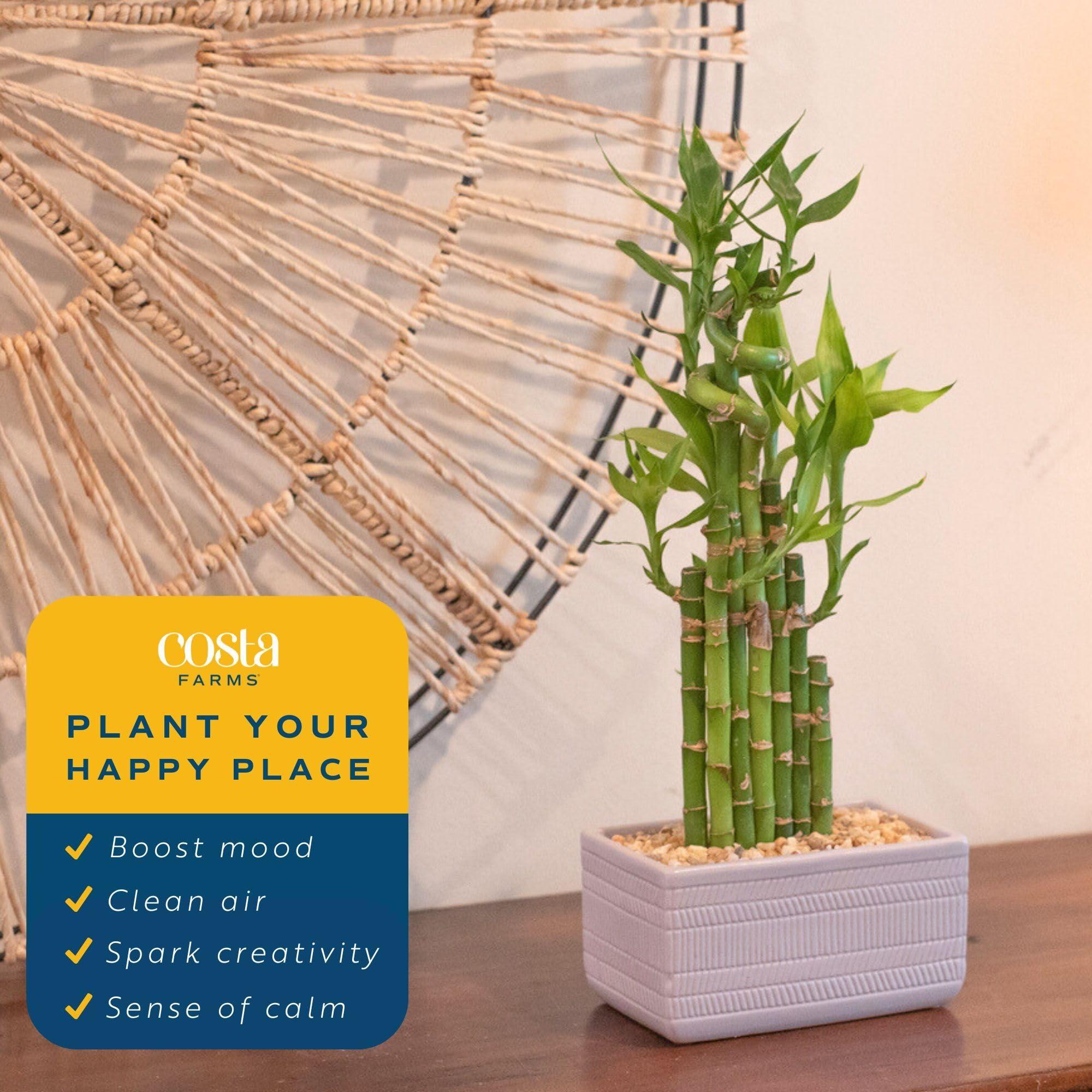 Costa Farms Costa Farms Lucky Bamboo Plant, Easy to Grow Live Houseplant in Indoor Bamboo Pot, Potting Mix, Grower\'s Choice, Birthday Gift, Home, Office, Plant Shelf Zen Room Decor, 12-Inches Tall