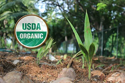 Cocomels Cocomels Coconut Milk Caramels - Organic, Kosher, NON-GMO, Vegan - Made Without Dairy - Original 2 Pack