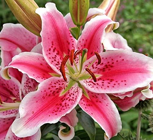 Stargazer (10) Giant Flowering Stargazer Lily Bulbs