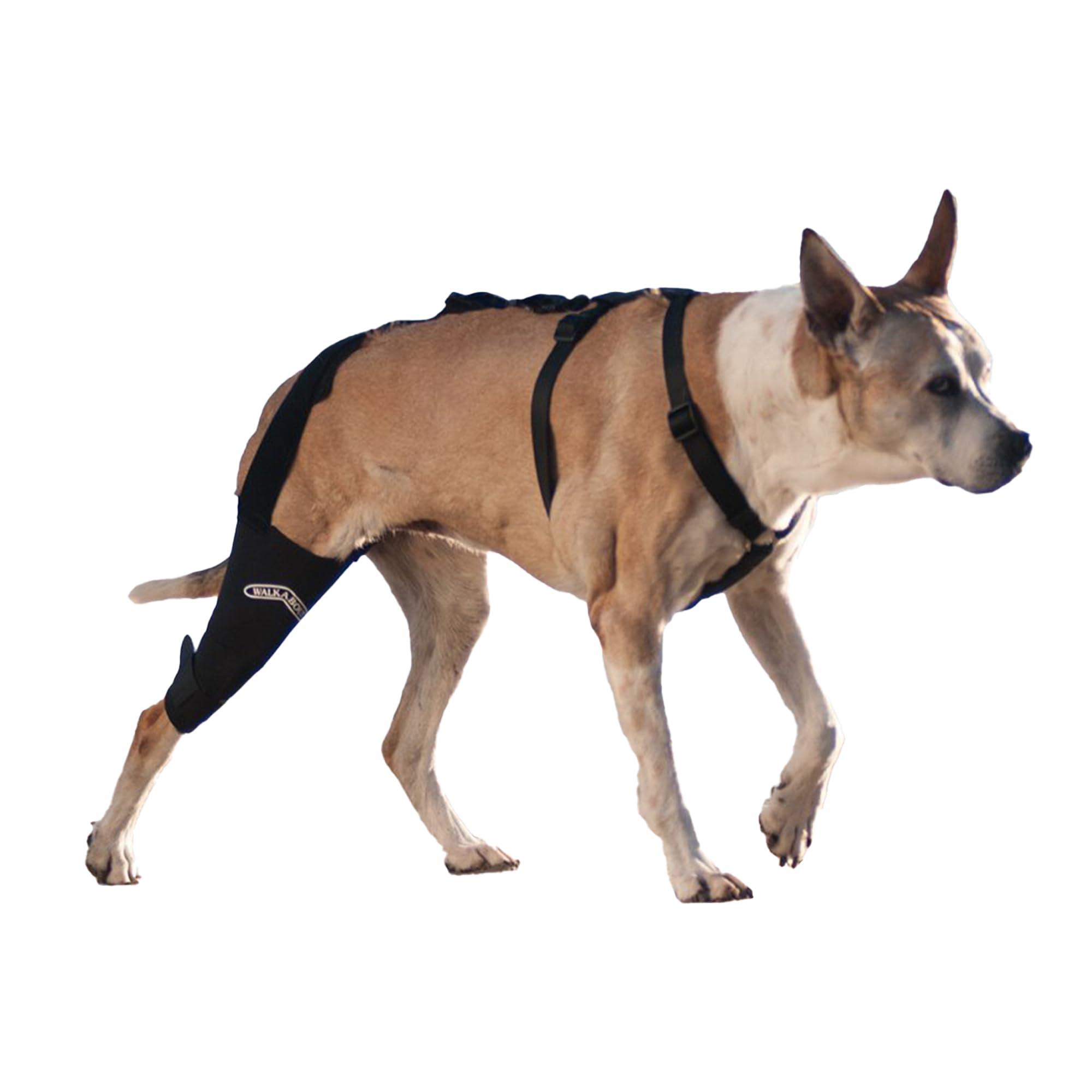 Walkabout WALKABOUT Canine Knee Brace 3.0 mm Neoprene Support Sleeve (Medium/Large 12-13\" Right Leg 1\" Above Knee)