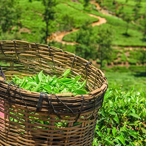 The Spice Hut Genmaicha Green Tea with Toasted Roasted Brown Rice, Loose Leaf Green Tea - Caffeinated | bulk 8oz, 80-100 cups | The Spice Hut, First Sip of Tea