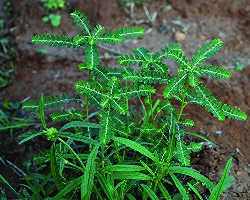 METROL METROL Neotea Keelanelli/Bhumyamalaki/Phyllanthus Niruri Powder, 300 G