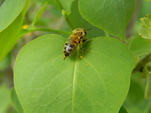 Mein Bienenbrot Fresh Organic Bee Bread, Naturally Fermented Pollen, Perga, 250g., 2021 Harvest