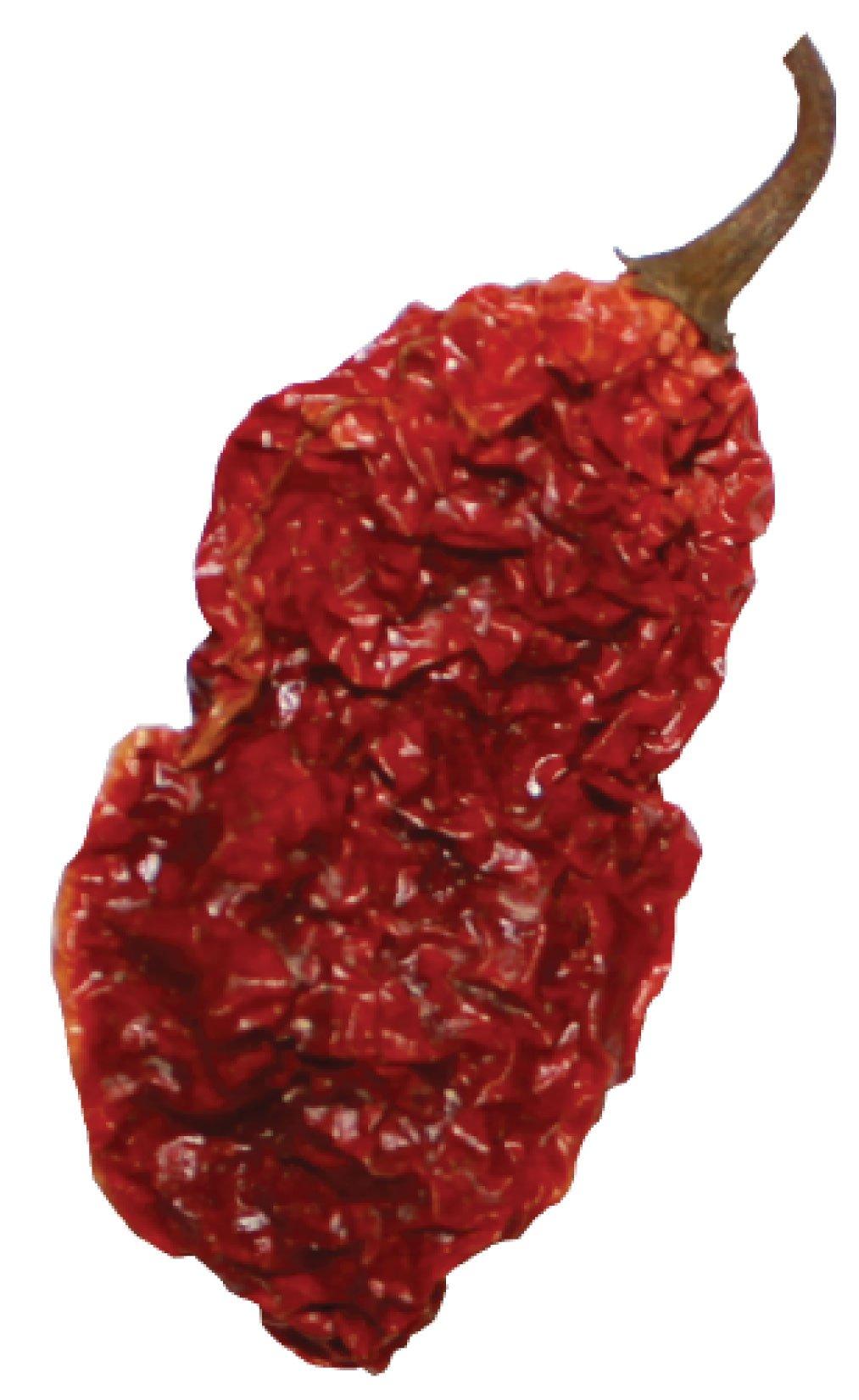Wicked Tickle 5 Whole Ghost Pepper Dried Intact Seed Pods +2 Free Super Hot Wicked Tickle