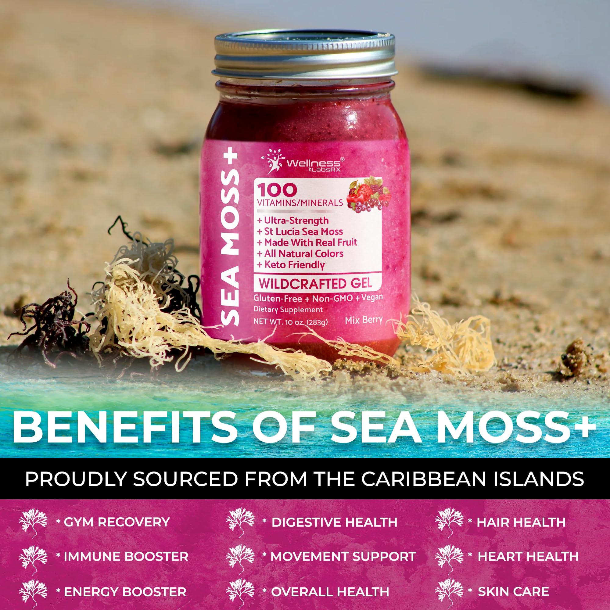 WELLNESS LABSRX Irish Sea Moss Gel Organic Raw - Wildcrafted Superfood Seamoss Gel - Mix Berry Flavor, Vitamin and Mineral-Rich from Pristine Caribbean Waters, Immune and Digestive Health Support - 10 oz.