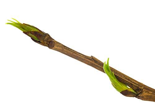 Health Embassy Health-Embassy White Poplar Buds | Populus Alba L | 100% Natural (50g)