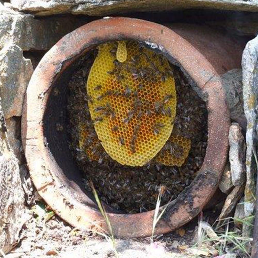 Generic Ikaria Greek Thyme Honey, Raw, Unheated, Unfiltered, and Unpasteurized Greek Honey from Greece with Adaptogenic Properties, No Added Sugar, 250g