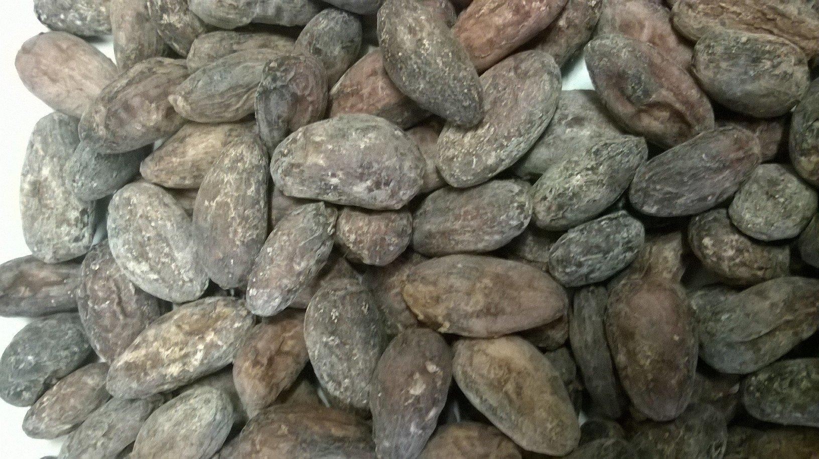 Alto Beni Cacao Company 1 lb BOLIVIA ALTO BENI, HEIRLOOM, ORGANIC RAW CACAO/COCOA BEANS