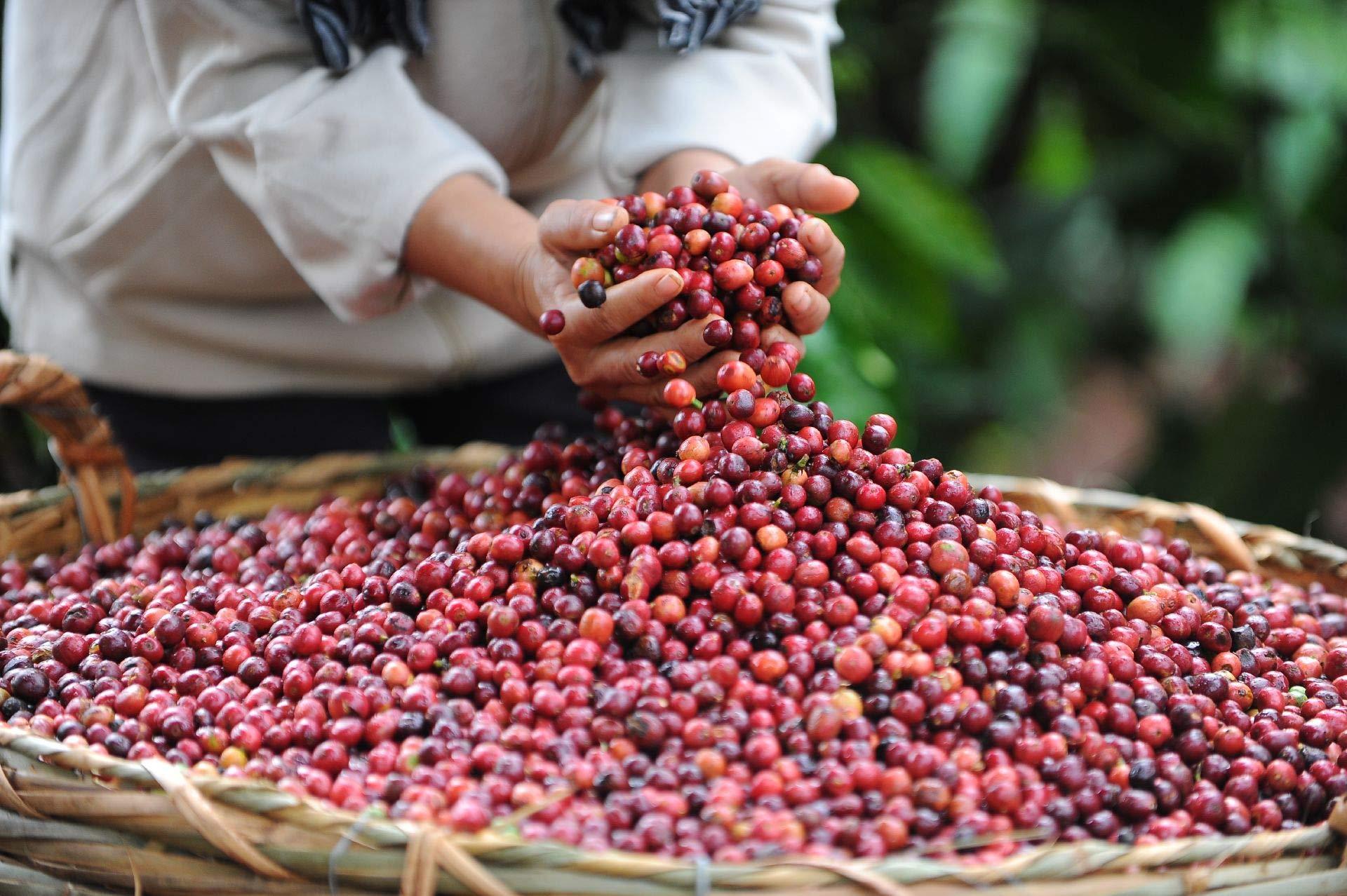 Nescafé Nescafé Gold Typ ESPRESSO, 6er Pack (6 x 100 g)