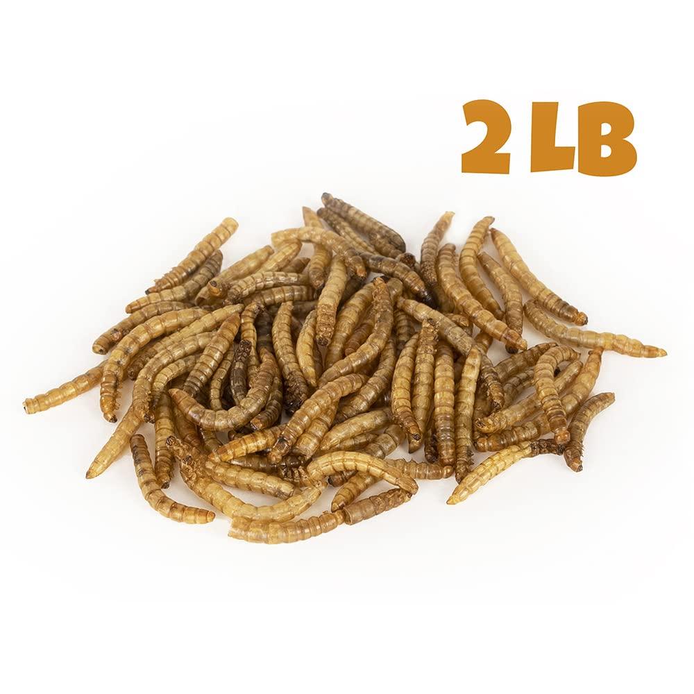 Mealworms by the Pound MBTP Bulk Dried Mealworms - Treats for Chickens & Wild Birds (2 Lbs)