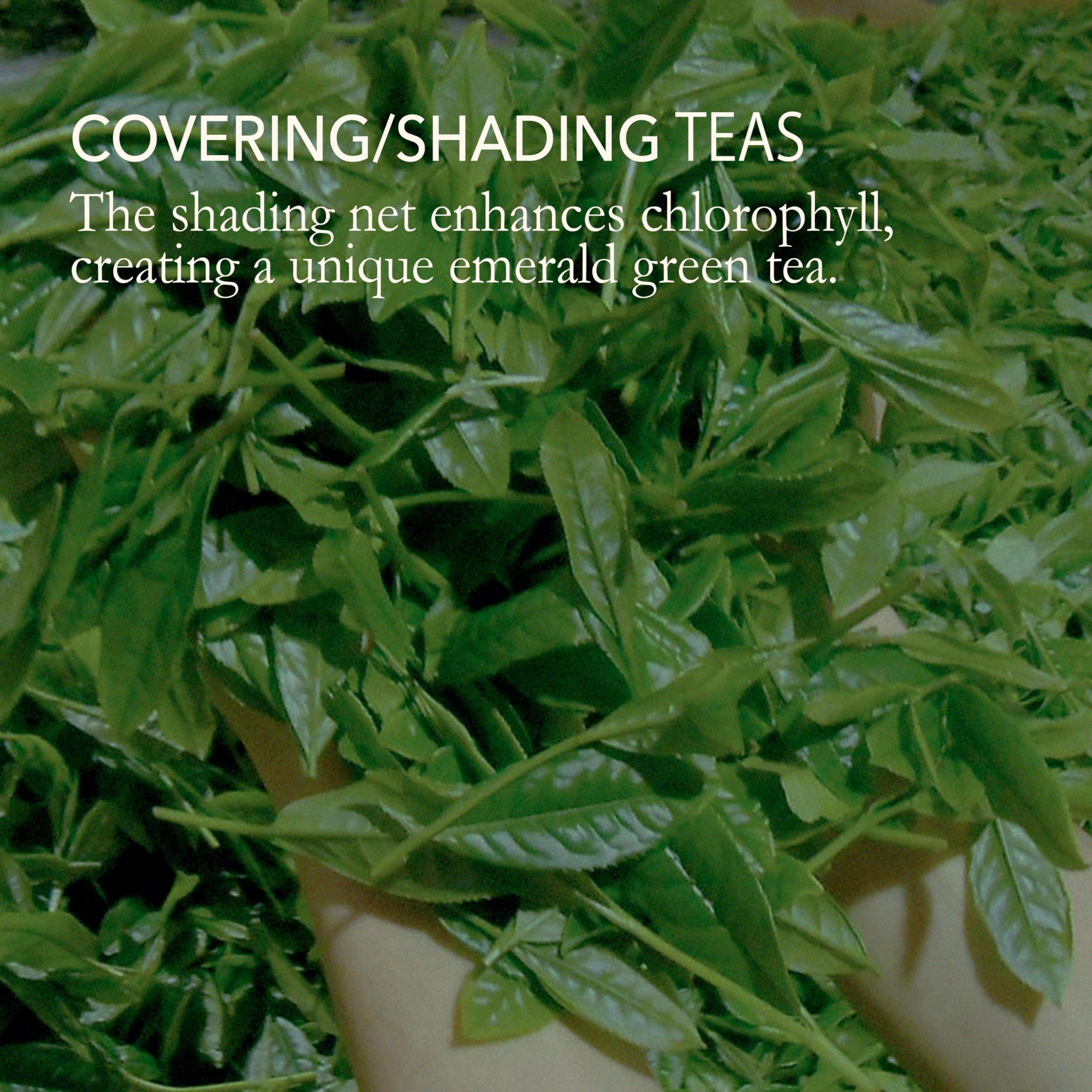 JAPANESE GREEN TEA CO. HARVESTED WITH IN JAPAN Japanese Green Tea Co. Gyokuro Premium Loose Leaf Green Tea - 3.5 Oz (100g) Shaded Imperial Jade Drew Tea - Vegan and All-Natural Sencha Japanese Tea