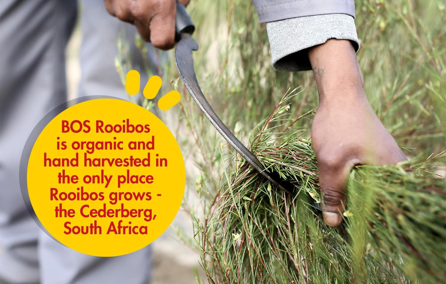 BOS BOS Rooibos Tea Bags | 100 Bags | Organic, Caffeine Free, Naturally Sweet, Antioxidant-Rich, Herbal, Red Rooibos Tea | From South Africa