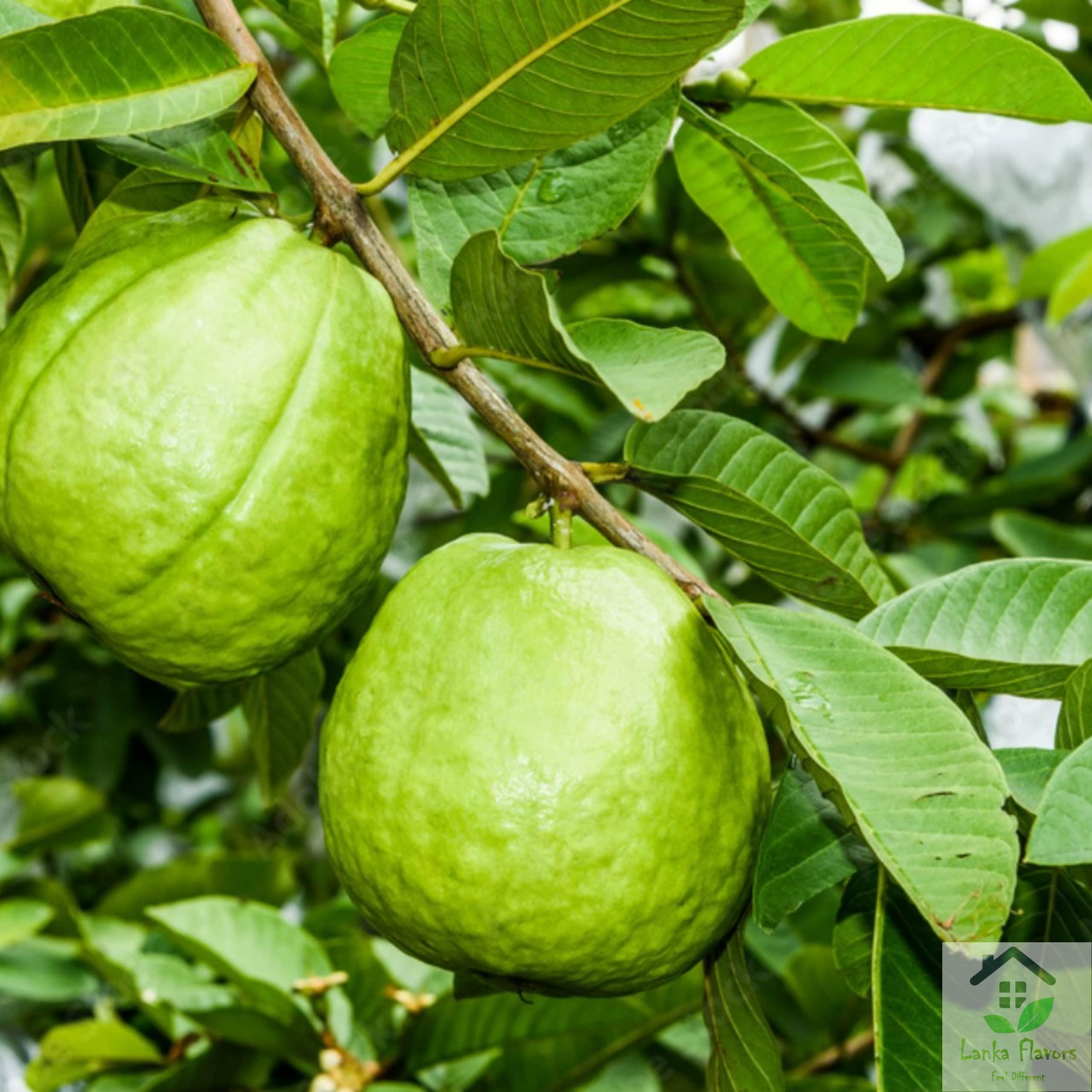 Lanka Flavors Feel Different Dried Guava Leaves 1 Oz (28g) Hojas De Guayaba Herbal Tea Natural Organic Air Dried Whole Leaf Harvested from Ceylon - Lanka Flavors Feel Different