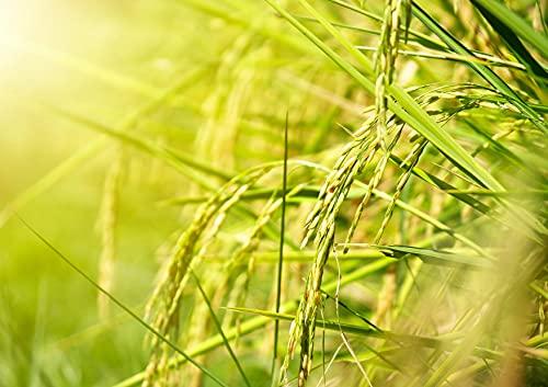 Food to Live Jasmine White Rice, 2 Pounds – Long-Grain, Raw, Vegan, and Kosher, Bulk. Fluffy Texture. Good Source of Protein and Folate. Perfect Side Dish. Great for Stir-Fried Vegetables, Stews, and Thai Curries