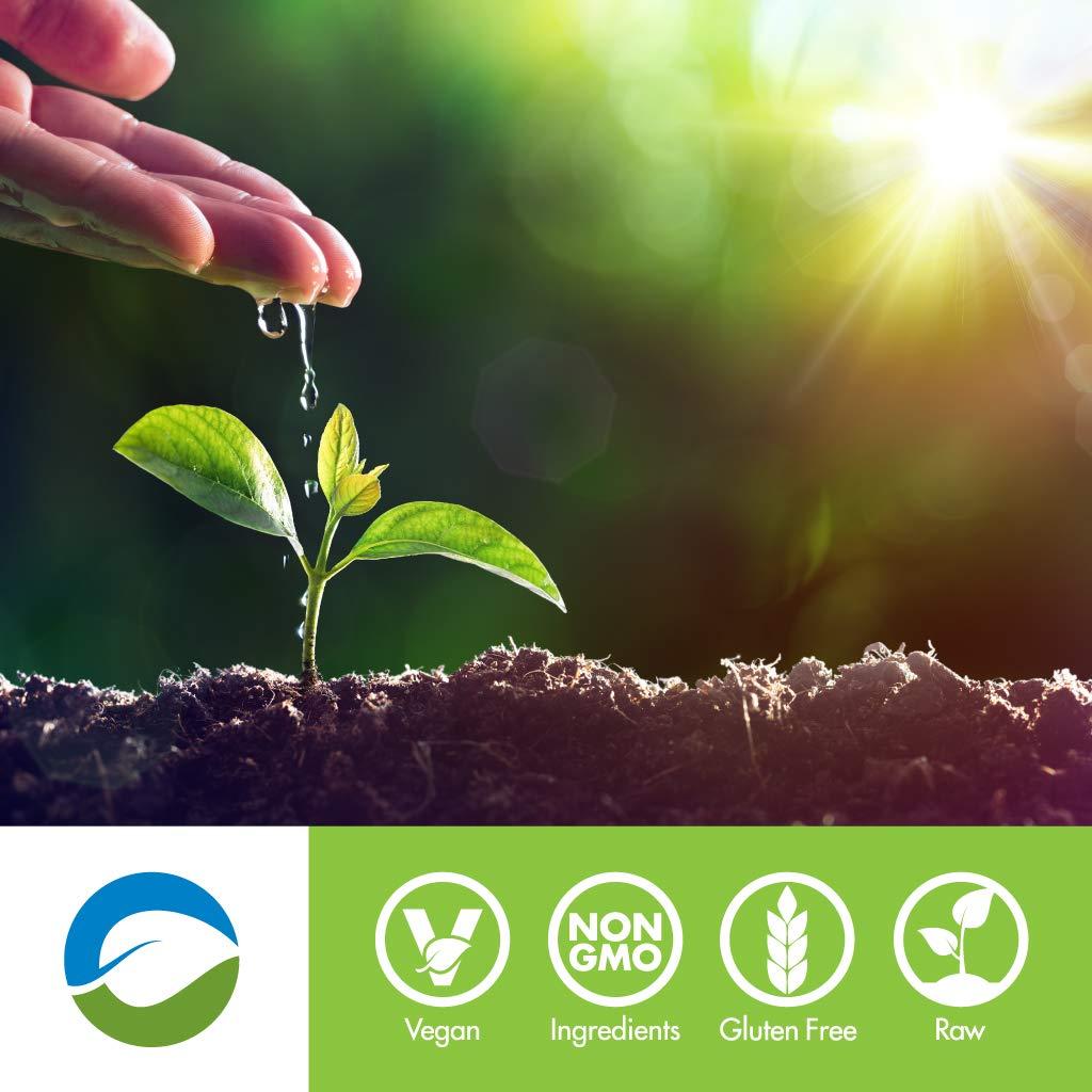 SAN Rawfusion- Vegan Protein Powder, Natural Chocolate - 30 Servings, 21g of Plant Based Protein, Low Net Carbs, Non-Dairy, Gluten/Lactose Free, Soy Free, Kosher, Non-GMO, 2lbs Pound