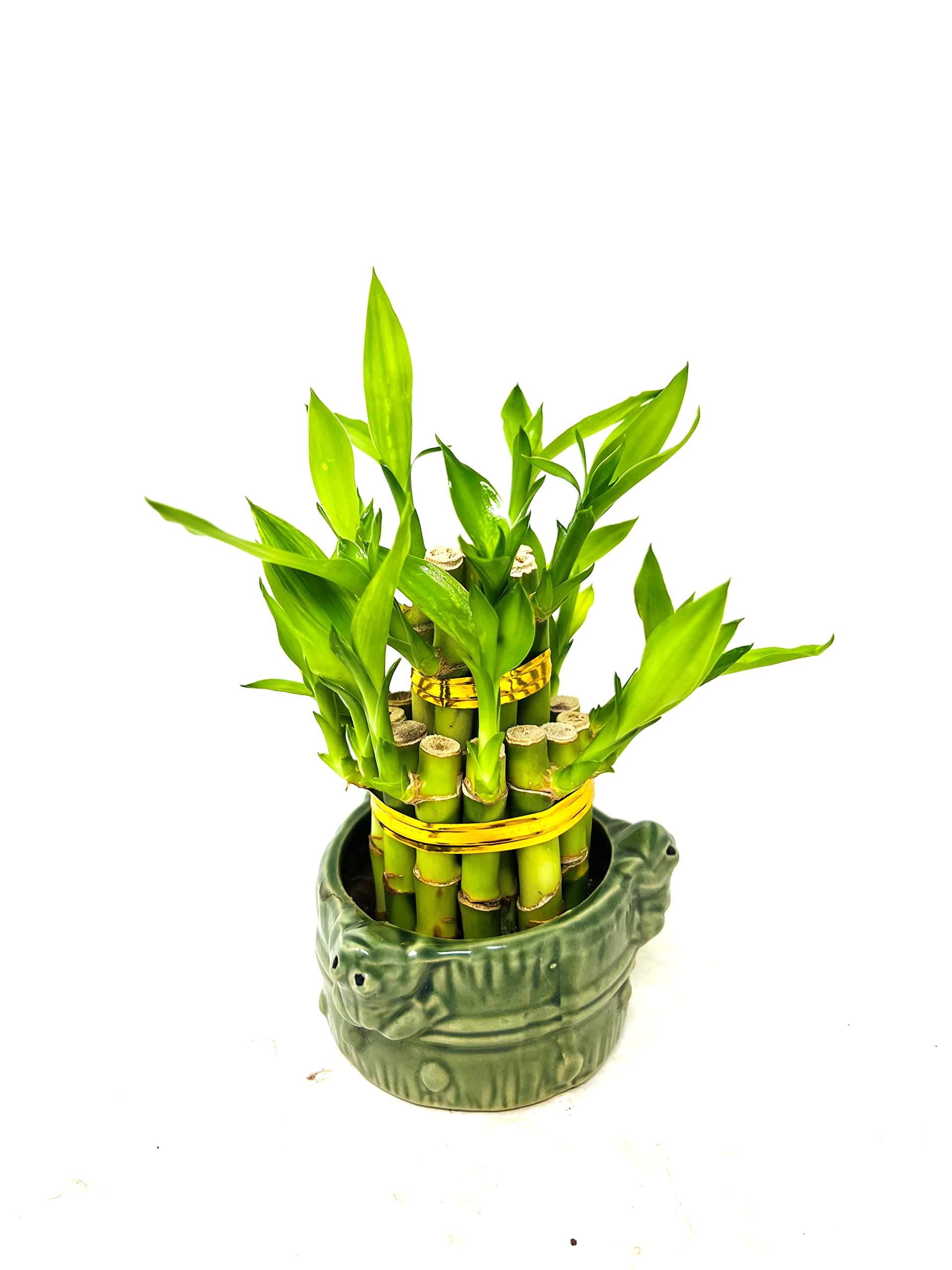 JM BAMBOO JM BAMBOO Two-Tiered Lucky Bamboo Arrangement 3'' 'Frogs Decor Vase'