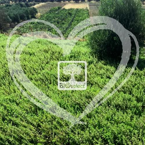 BIOselect BIOselect Organic Olive Oil Soap - Spring Lavender (80 GR)