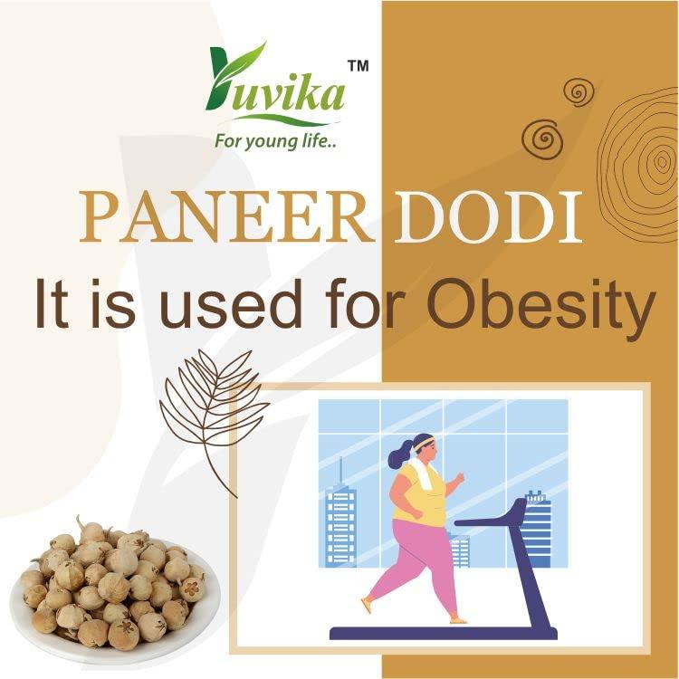 Yuvika YUVIKA Paneer DODI Powder | Paneer Doda Powder - Withania Coagulans (400 Grams)