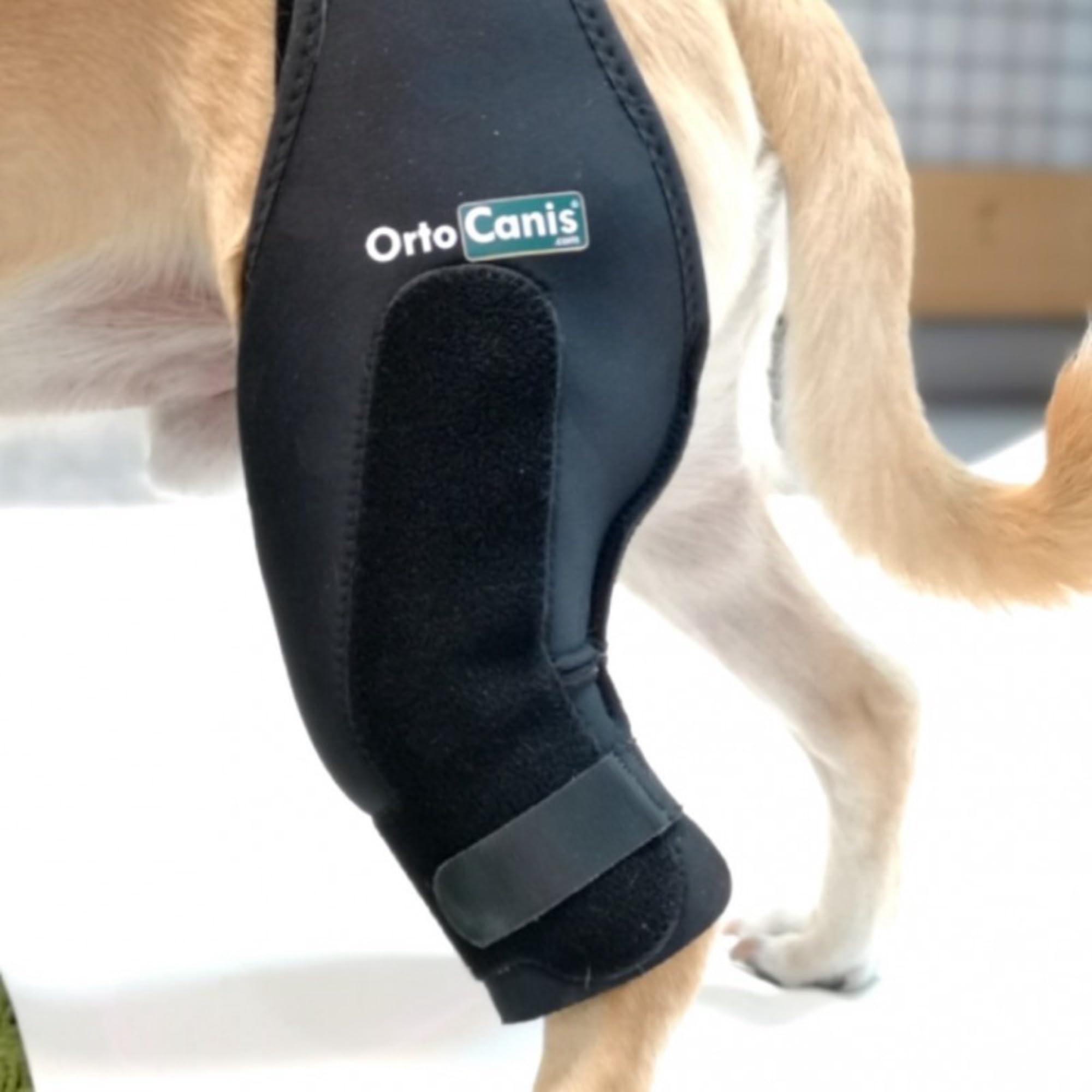 Ortocanis Ortocanis Dog Knee Brace for Torn Acl Hind Leg, Ligament Rupture and Patella Luxation - Dog Acl Knee Brace - Dog Braces for Back Leg for Support - Dog Back Leg Support Brace (Size M, Right Leg)