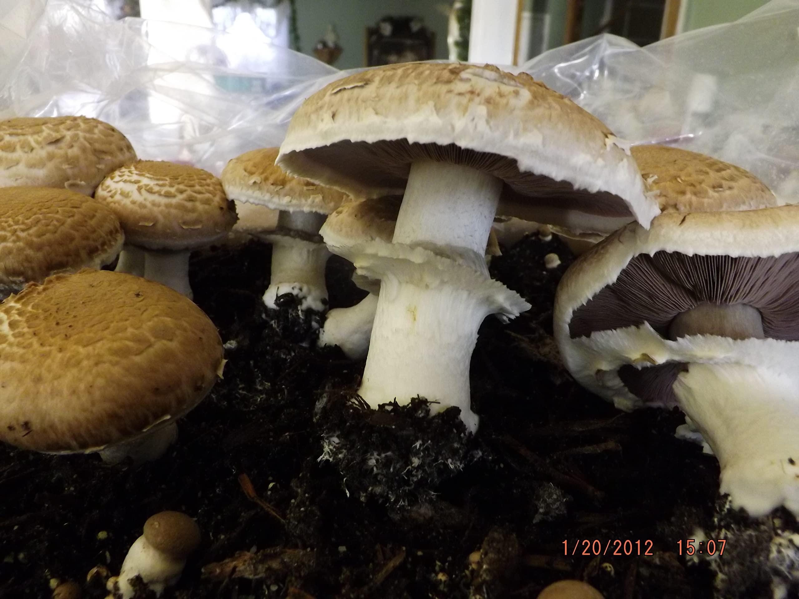 Willow Mountain Mushrooms Mushroom Lovers Multi Kit ~ One Each ~ Button, Crimini and Oyster ~ EASY to Grow!!