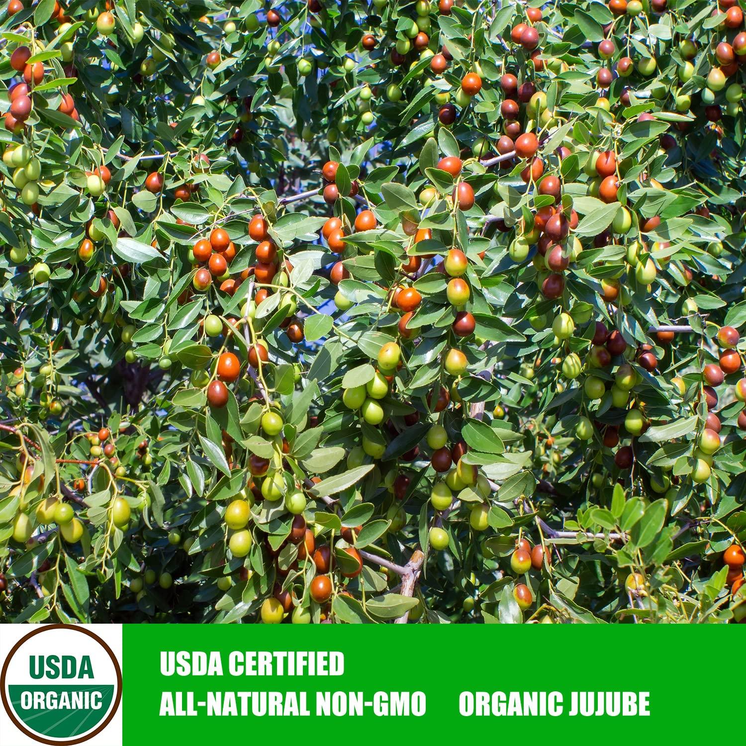 ZCFIKJ Jujube Date,Chinese Red Jujube Dates,Dried Red Date Jujubes 18 oz Organic Jujube All-Natural Non-GMO Red Dates 500g Healthy Dried Fruit