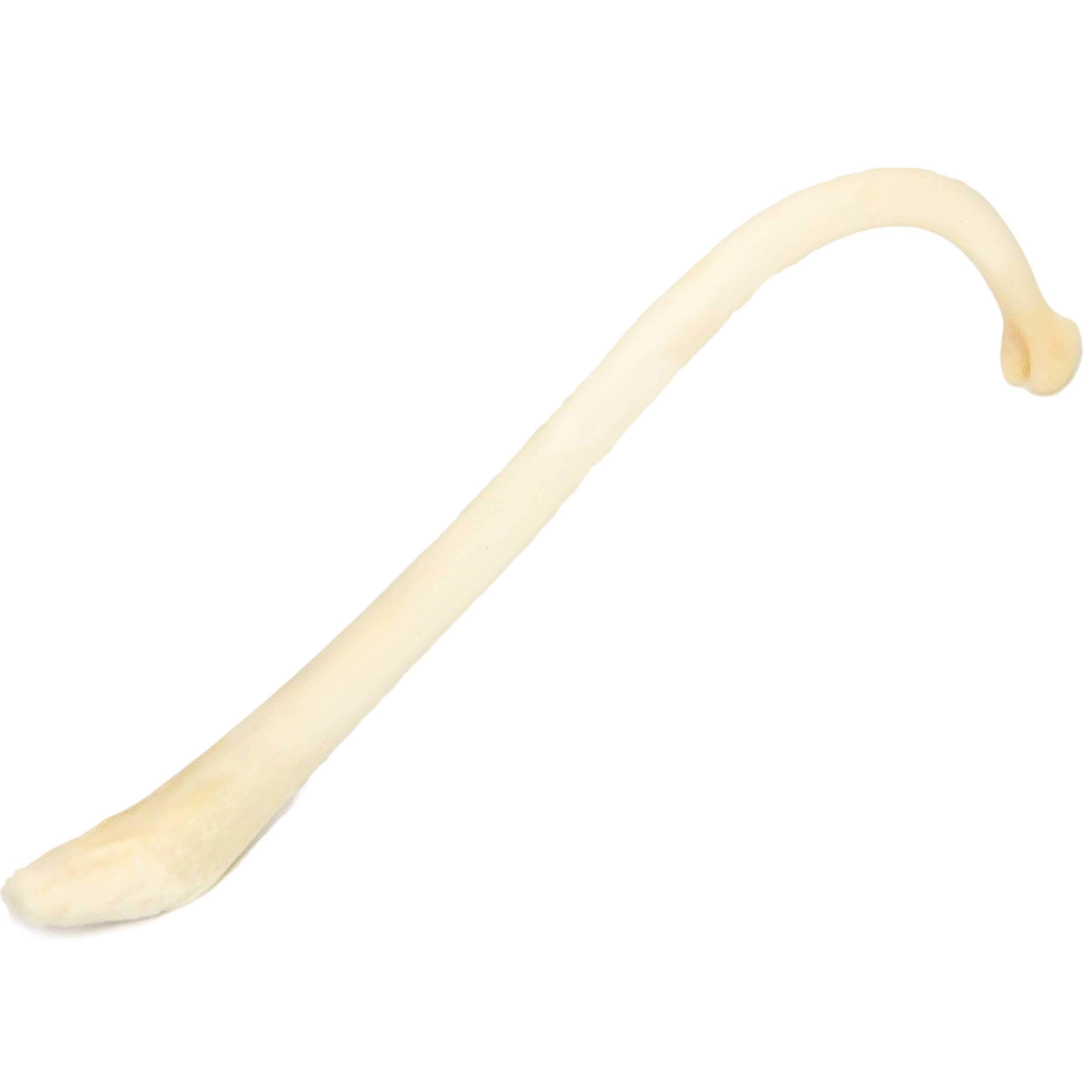 Generic Large Adult Male Raccoon Penile Bone/Baculum (Mountain Man Toothpick)