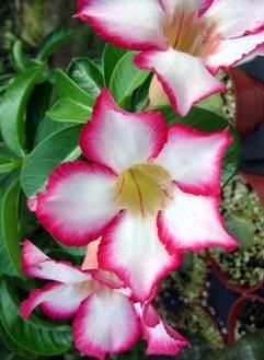 Bonsai Boy Bonsai Boy's Desert Rose Bonsai Tree - Large Adenium Obesum