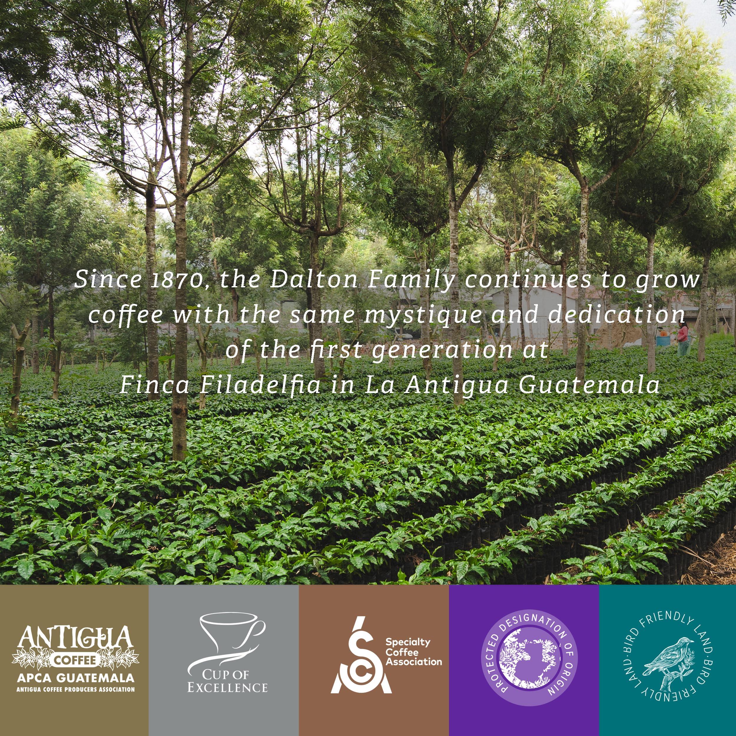 R Dalton R. Dalton Coffee Supremo Estate Blend Whole Bean Coffee - Medium Roast - Flora And Citric Fruit Notes - All Brewing Methods - Premium Quality From Antigua Guatemala 100% Arabica - 12 oz