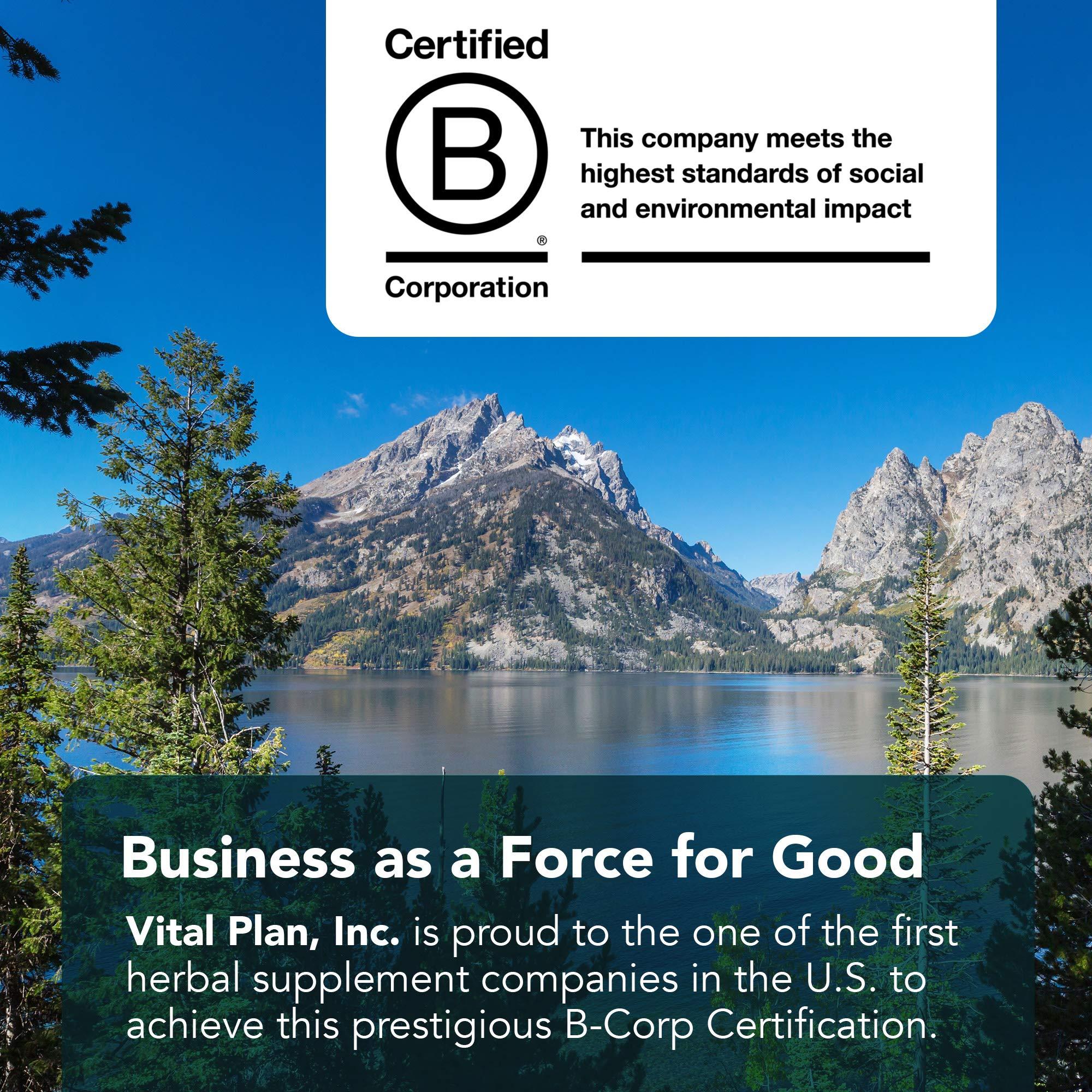 Vital Plan Vital Plan Active Enzymes Supplement by Dr. Bill Rawls - Digestive Enzymes for Gut Health & Digestion - Protease, Bromelain, Lactase, Amylase & Lipase (120 Capsules)