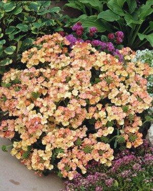 Hazzard\'s Verbena Peaches and Cream 250 Seeds