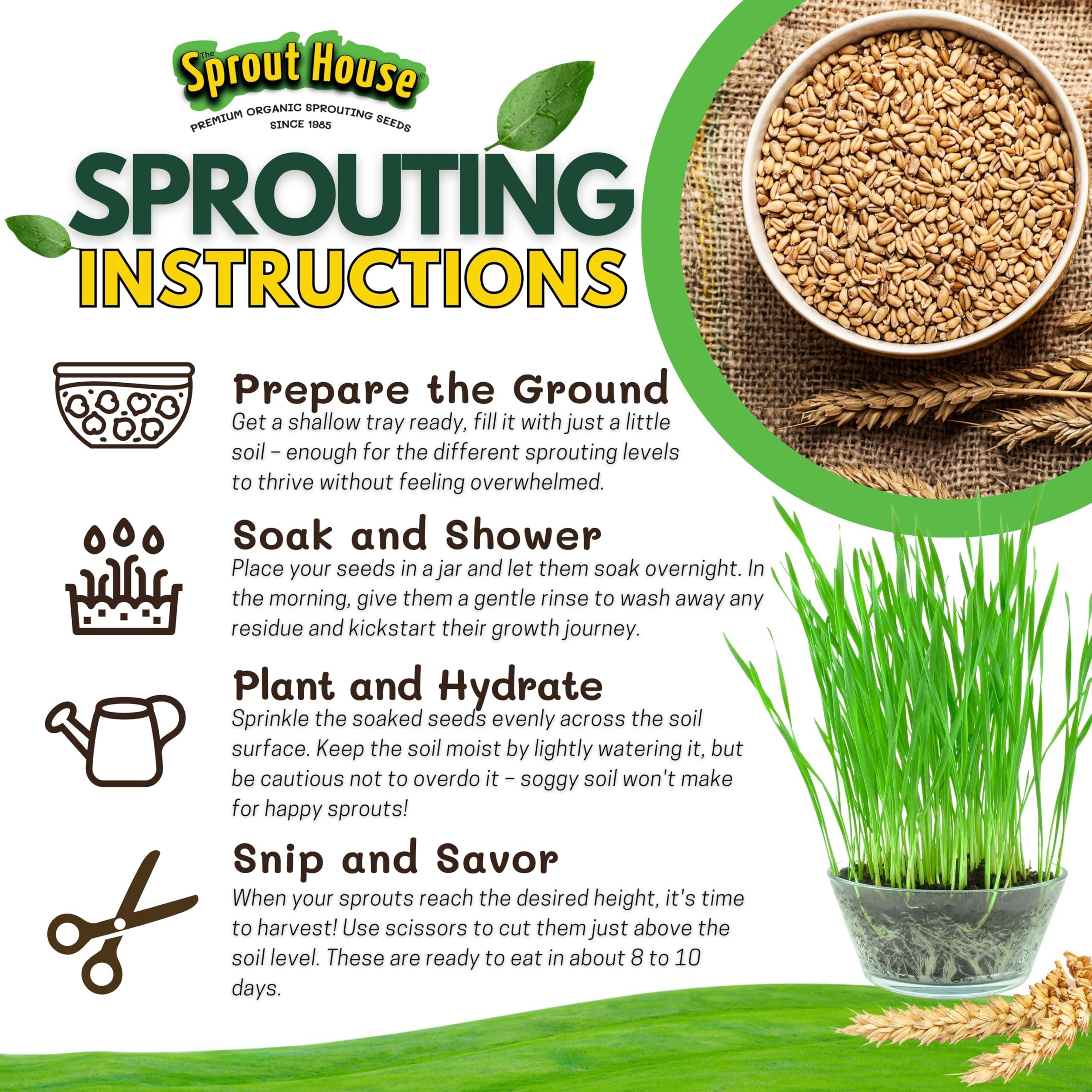 The Sprout House The Sprout House Wheatgrass Seeds 5LB Certified Organic Wheatgrass Seed for Growing - Healthy and Rich in Nutrients, Loaded with Chlorophyll, Cat Grass Seeds, Wheatgrass Growing Seed