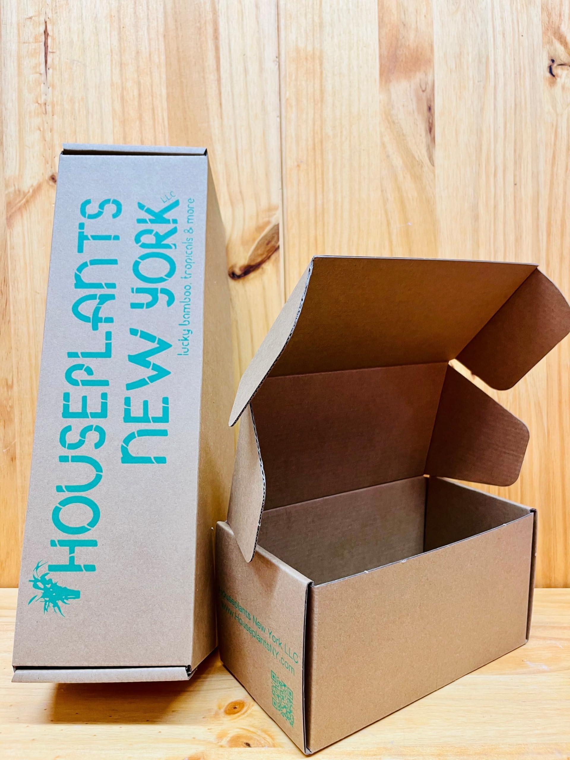 Generic Generic Live Lucky Bamboo 12 Spiral Shape Bamboo Plant 50 Unit, Green