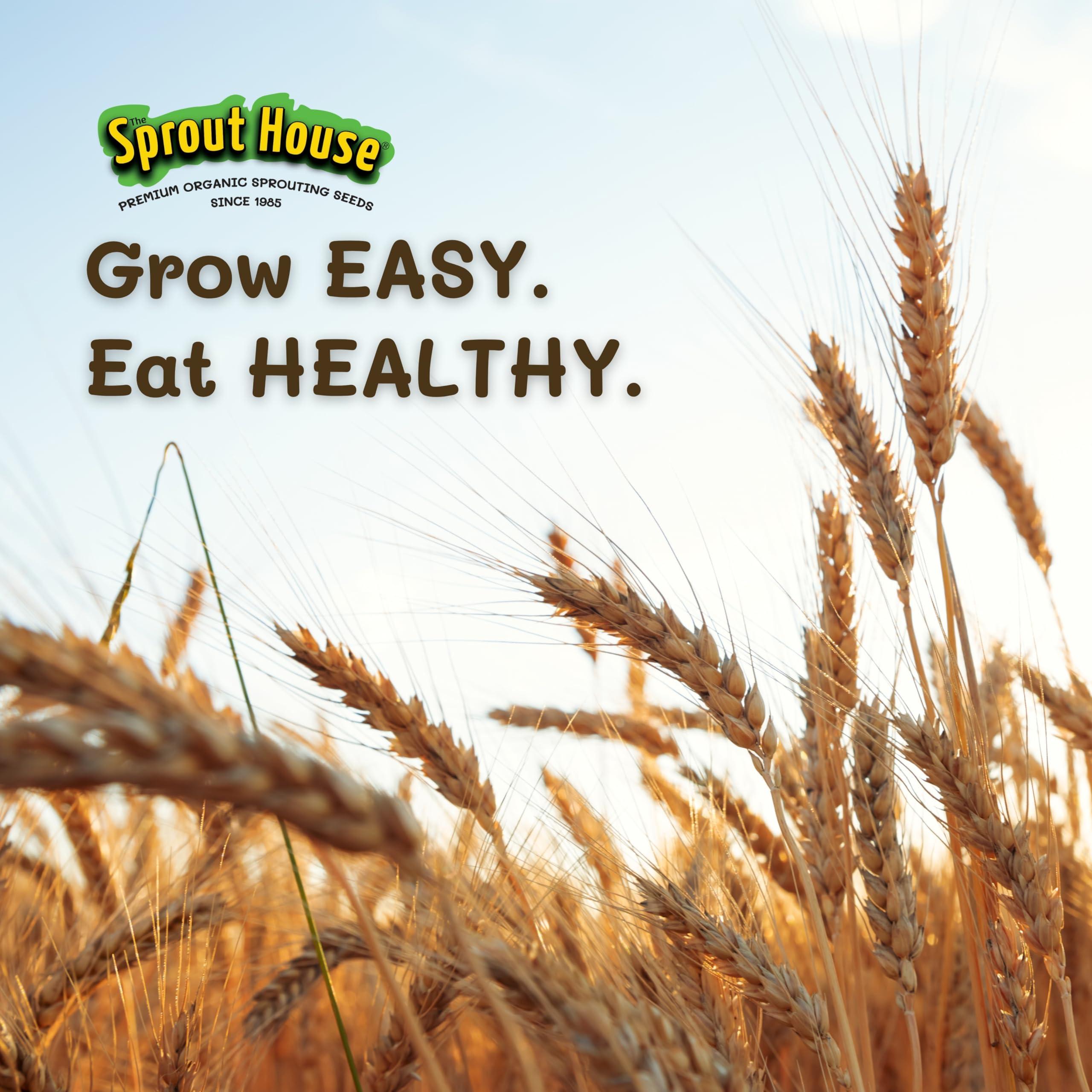 The Sprout House The Sprout House Wheatgrass Seeds 5LB Certified Organic Wheatgrass Seed for Growing - Healthy and Rich in Nutrients, Loaded with Chlorophyll, Cat Grass Seeds, Wheatgrass Growing Seed