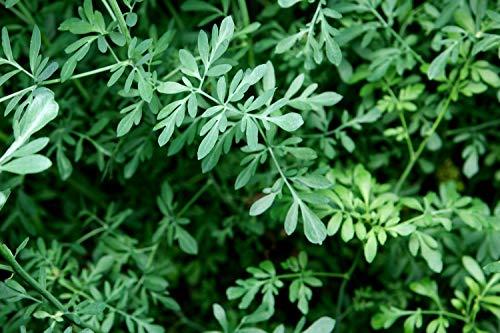 Health Embassy Rue Herb (Ruta graveolens) - Health Embassy - 100% Natural (100g)