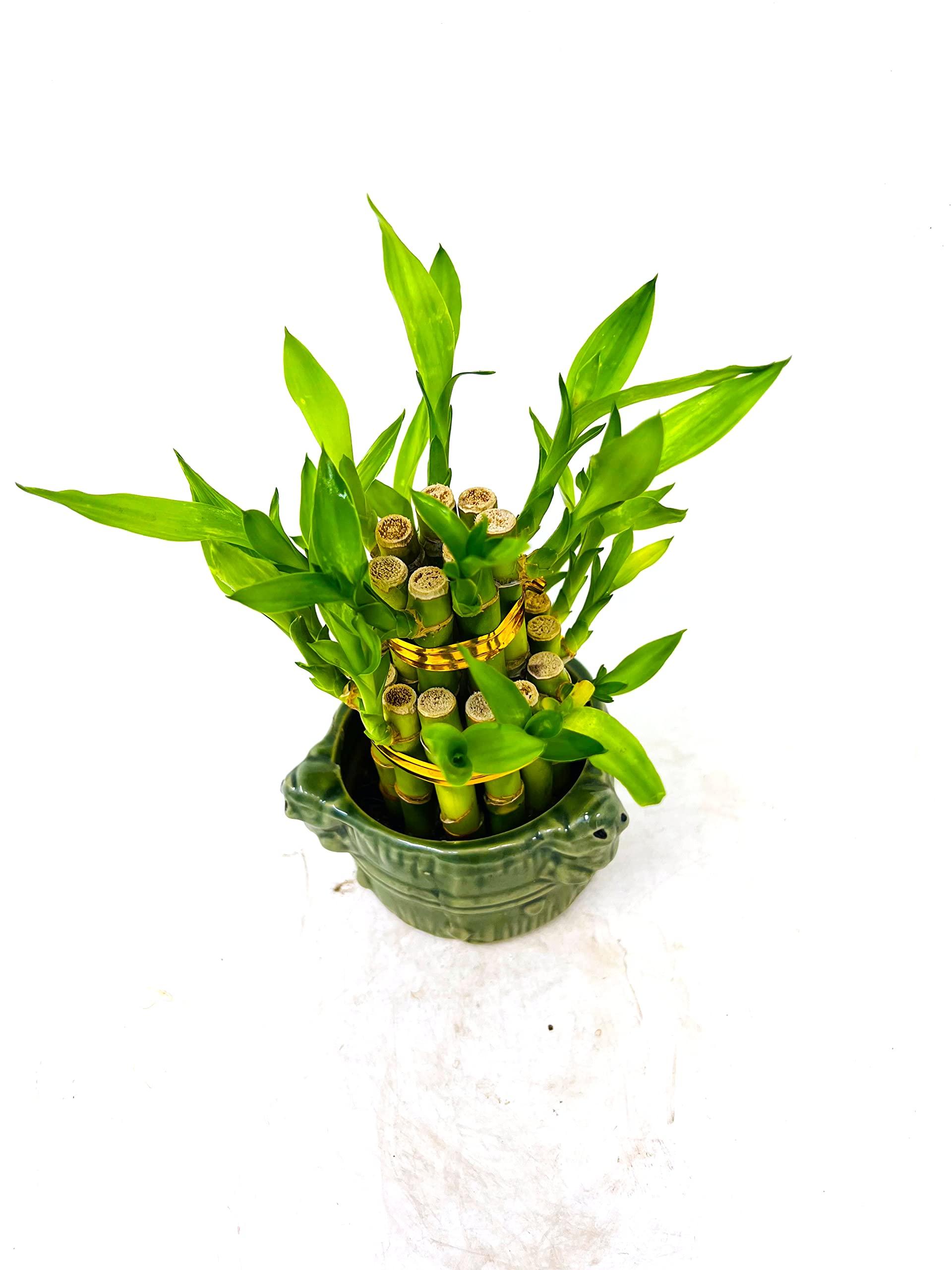 JM BAMBOO JM BAMBOO Two-Tiered Lucky Bamboo Arrangement 3'' 'Frogs Decor Vase'